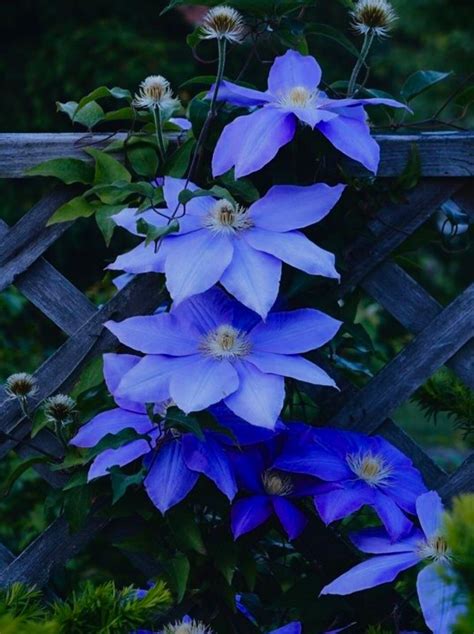 Blue Clematis