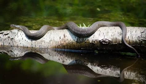 Snake Locomotion: How Do Legless Animals Move Around?