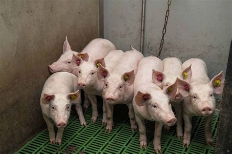 Antibiotic reduction through nutrition - Pig Progress