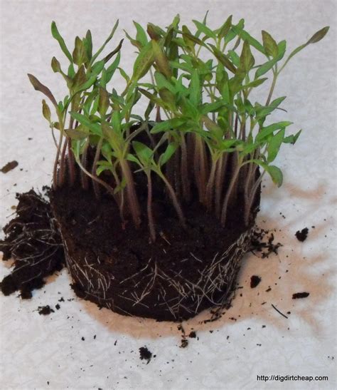 Transplanting Your Tomato Seedlings : 10 Steps (with Pictures) - Instructables