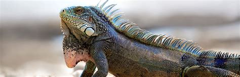 Pet Iguana: Things to Consider Before Getting One | My Pet Needs That