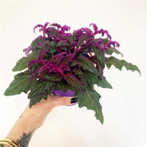 Purple Passion Plant Care and Growing Guide | Plantcarefully