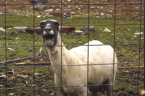 Screaming Sheep: Why Do Sheep Scream + The Famous Internet Video