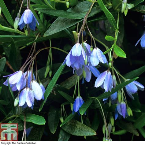 Bluebell Creeper plants | Thompson & Morgan