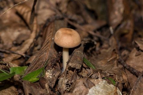 Premium Photo | Close-up of mushroom growing on field