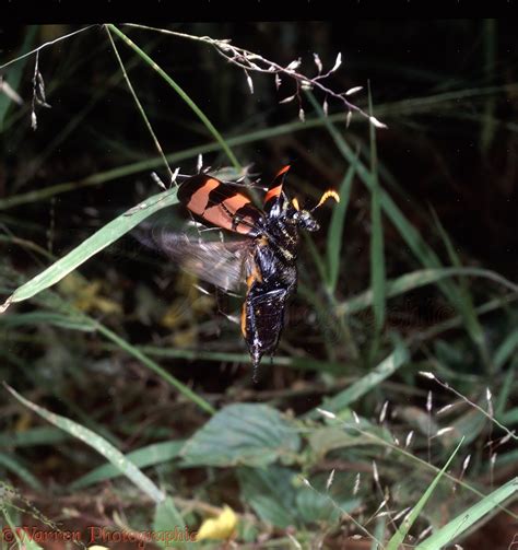 Blister Beetle taking off photo WP18001