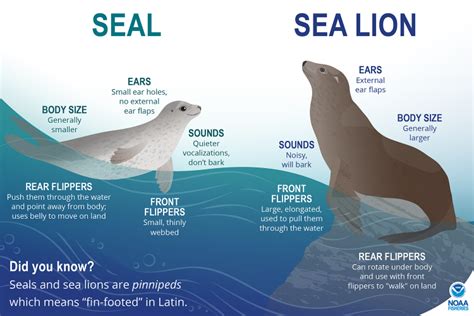 Celebrating seals and sea lions the week of March 11 | NOAA Fisheries