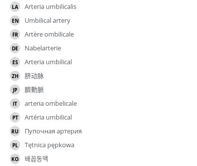 Umbilical artery - vet-Anatomy - IMAIOS