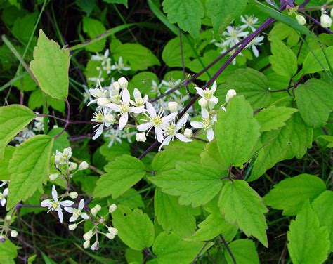 Clematis virginiana (Virginia virgin's-bower): Go Botany