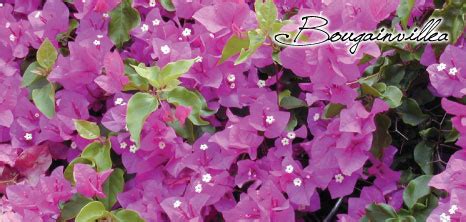 Bougainvillea - Barbados Pocket Guide