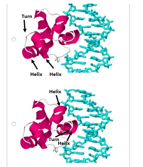 Solved A helix-turn-helix motif is found in many | Chegg.com