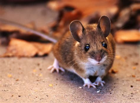 Mice: frequent questions | Welcome Wildlife