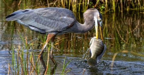 Great Blue Heron - A-Z Animals