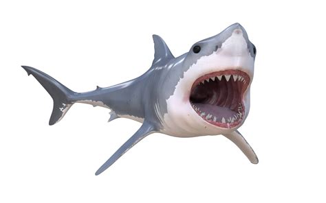 Great White Shark - 3D Model by 3dstudio