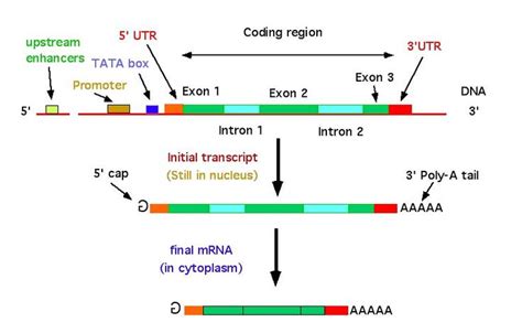 Image result for eukaryotic gene structure | Coding, Biology, Structures