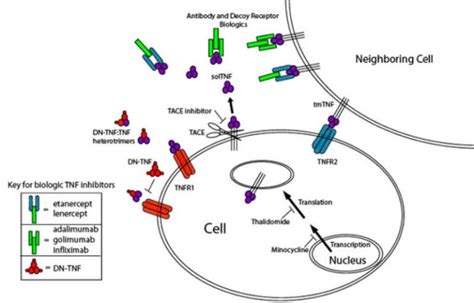 TNF Alpha Inhibitors - (updated in 2022)