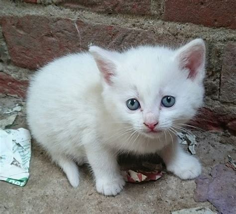 White kittens for sale ready soon | in Norwich, Norfolk | Gumtree