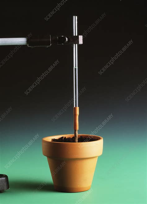 Root pressure experiment - Stock Image - H460/0292 - Science Photo Library