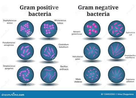 Gram Positive And Negative Bacteria Vector Illustration | CartoonDealer ...