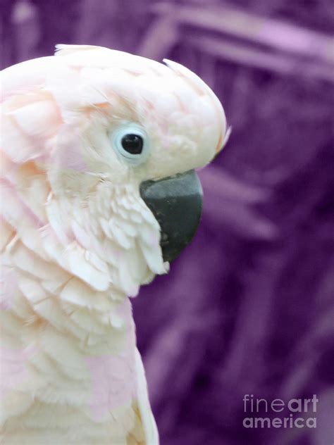 Pink Parrot Photograph by Mary Mikawoz - Fine Art America