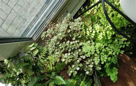 Maidenhair Fern Care – Not That Delicate – House Plant Journal