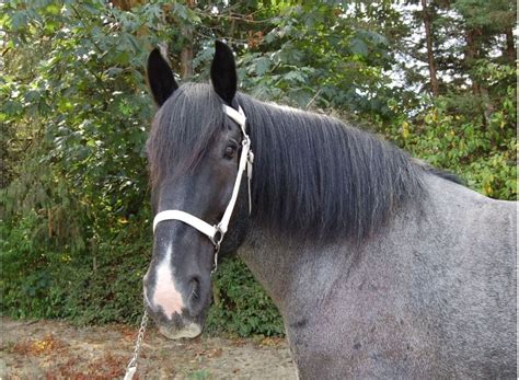 Horse Breeds- The Percheron