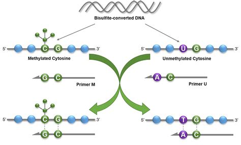 Methylation-Specific PCR Service, DNA Methylation Analysis Service - Epigenetics