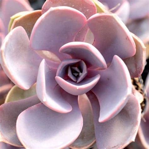 9 Vibrant Purple Succulents - Sublime Succulents