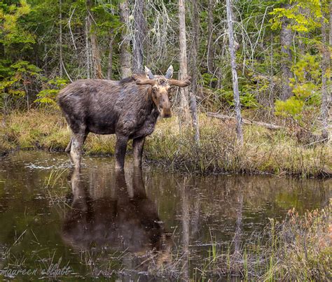 Moose Habitat | ... a perfect pond for a moose | Maureen Elliott | Flickr