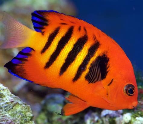 Flame Angelfish (Centropyge loriculus)2 - Tropical Fish Keeping