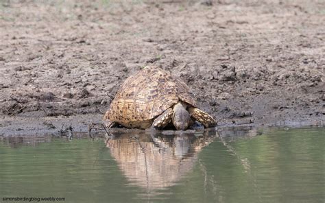 Brown Snake-Eagle going about its business - Simons Birding Blog