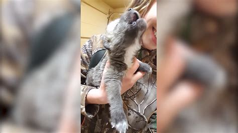 How Adorable is This Wolf Pup Howling for the First Time?