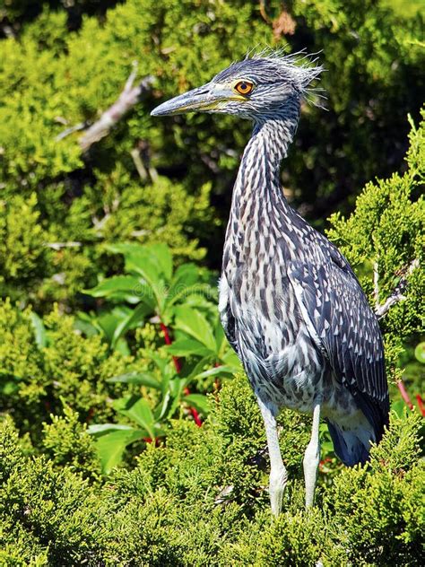 Juvenile Black-crowned Night Heron Stock Photo - Image of night, flying: 57858464