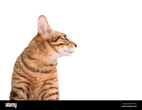 Cat eye side view hi-res stock photography and images - Alamy