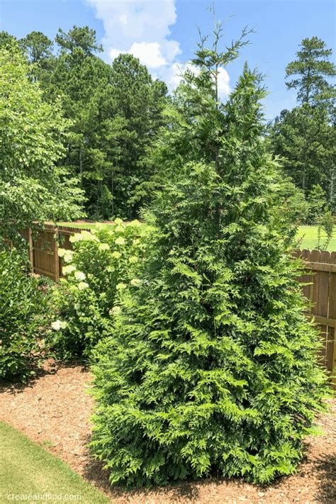 7 Fast Growing Evergreen Trees and Shrubs | Fast growing evergreens ...