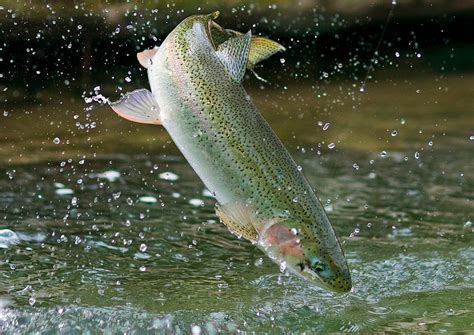 Recovery & Persistence of Interior Fraser Steelhead – Webinar | B.C. Wildlife Federation