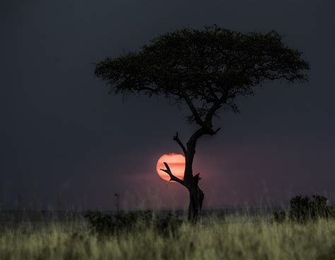 Sunset caught in a tree over the Kenyan savanna. 3600 x 2798 pixels : r/EarthPorn