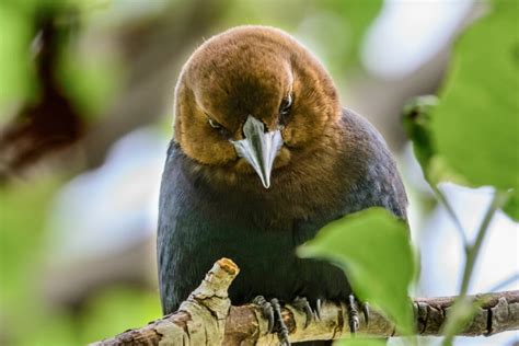 Cowbird chicks need nest mates, but two is better than four • Earth.com