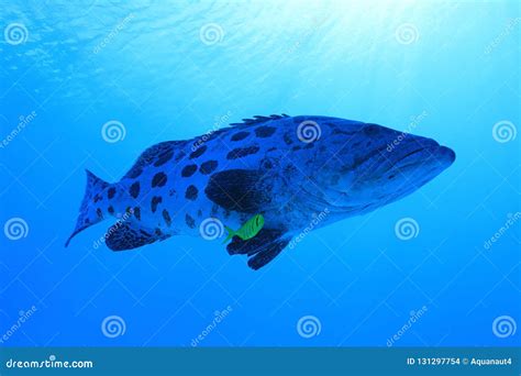 Potato Grouper Fish Underwater in the Great Barrier Reef Stock Photo - Image of food, aquatic ...