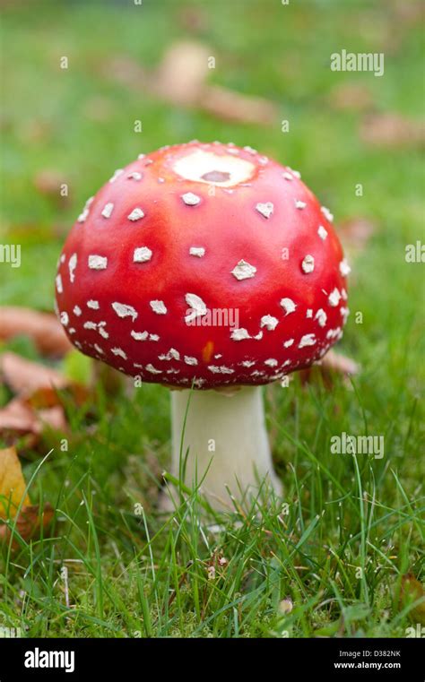 Red and White spotted poisonous mushroom Stock Photo: 53652863 - Alamy