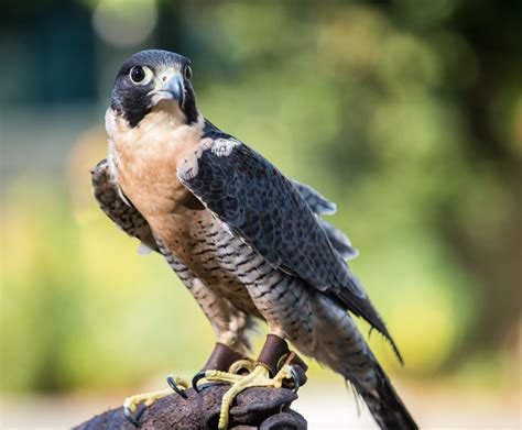 Peregrine Falcon - Lindsay Wildlife Experience