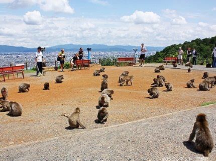 Arashiyama Monkey Park, Kyoto | Japan Deluxe Tours