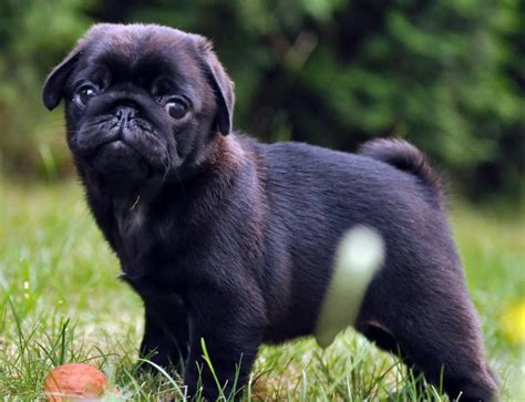 Pin by Bailey Puggins The Pug on Black Pug Puppies | Black pug puppies, Pugs funny, Pug puppies