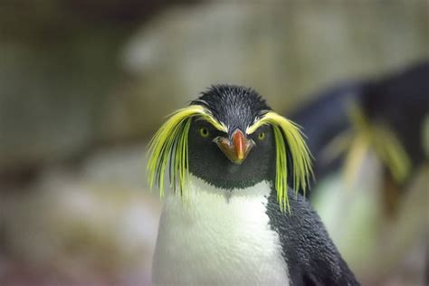 9 Penguins With Yellow Hair: Weird But Beautiful Species