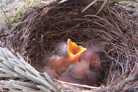 Bird Garden in Wisconsin | Johnson's Nursery | KB