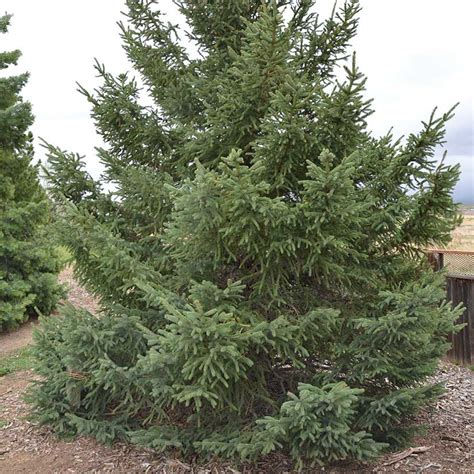 Black Hills Spruce Trees for Sale at Arbor Day's Online Tree Nursery - Arbor Day Foundation