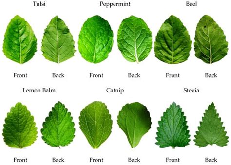 Agronomy | Free Full-Text | The Classification of Medicinal Plant Leaves Based on Multispectral ...