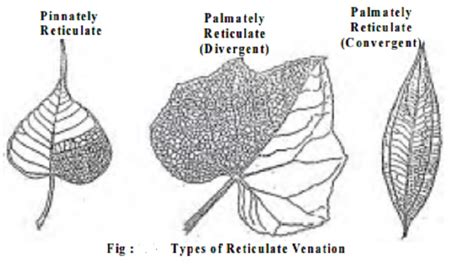 Venation Types