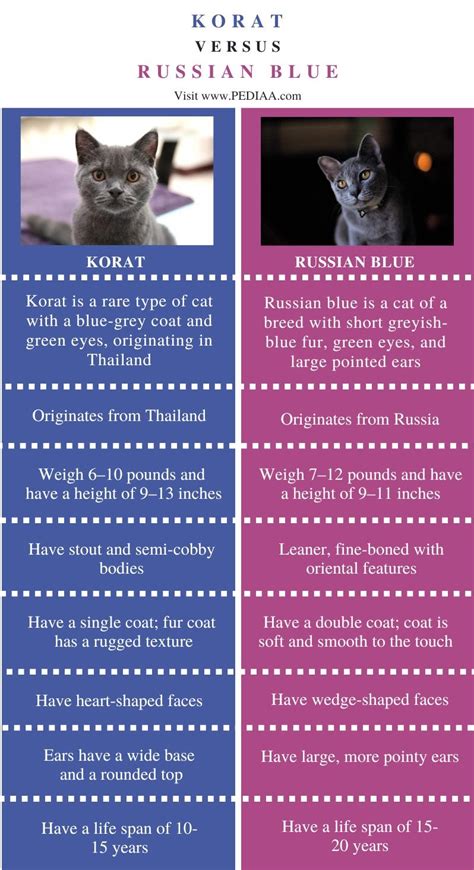 What is the Difference Between Korat and Russian Blue - Pediaa.Com