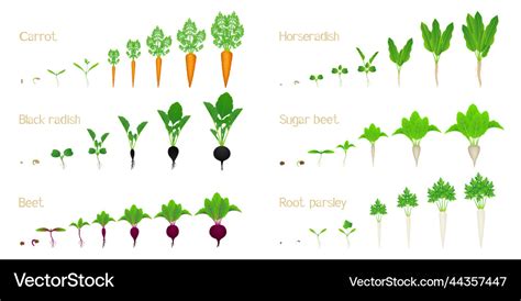 Set of vegetable growth life cycles Royalty Free Vector